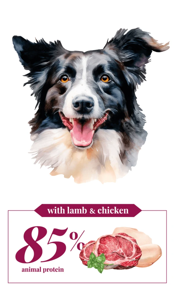 סיביקאן קוזמו כלב היי אנרגי כבש ועוף 3kg