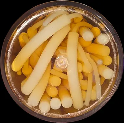 BERKLEY GULP ALIVE BABY SARDIN PW